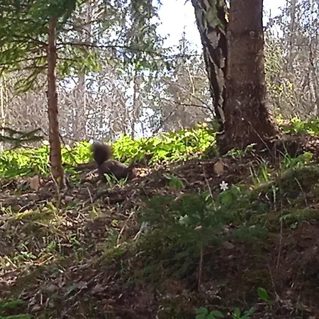 Guest house червона калина