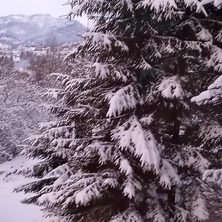 червона калина Slavske