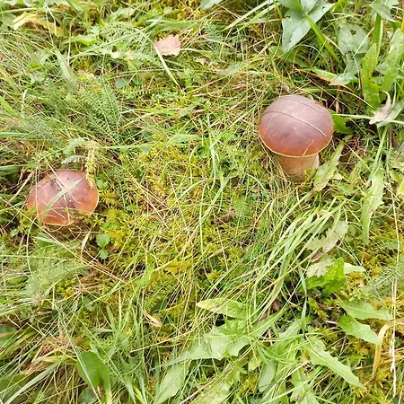 червона калина