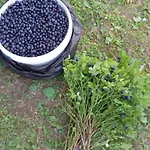 Pensión червона калина